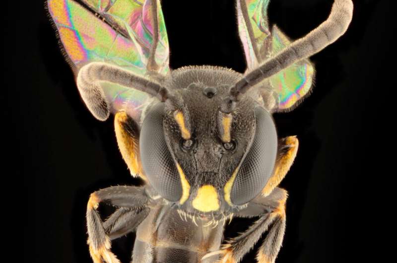 How did a tiny bee get to French Polynesia? Eight new species help solve a scientific mystery
