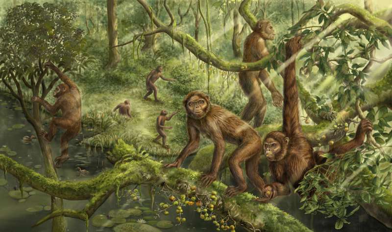 How did humans learn to walk? New evolutionary study offers an earful