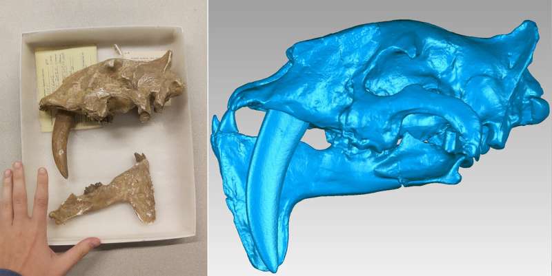 How did sabre-toothed tigers acquire their long upper canine teeth?
