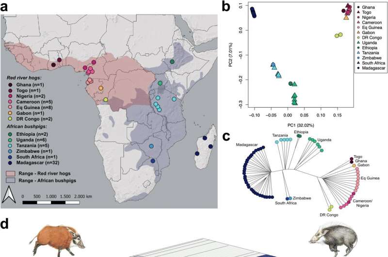 How did the bushpig cross the strait? A great puzzle in African mammal biogeography solved by genomics