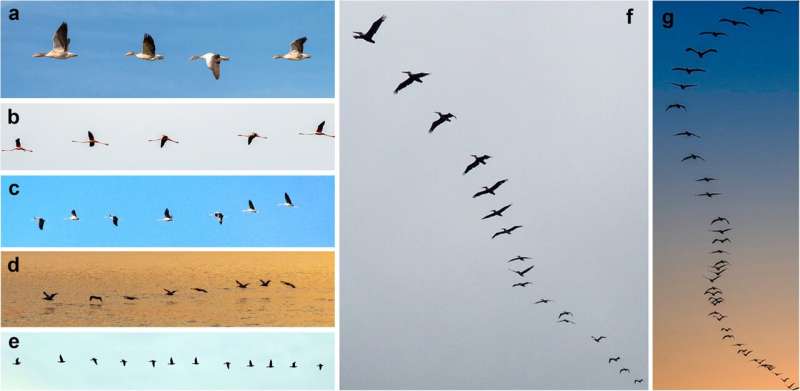How do birds flock? Researchers do the math to reveal previously unknown aerodynamic phenomenon