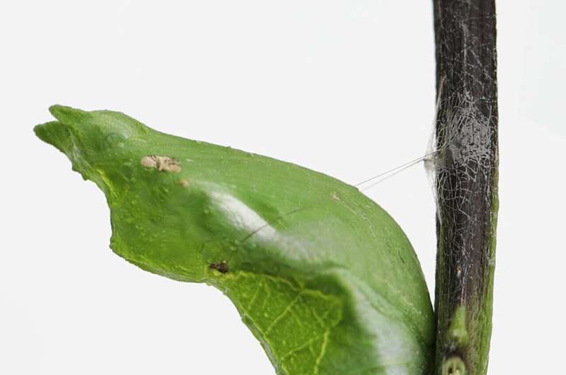 How do butterflies stick to branches during metamorphosis?