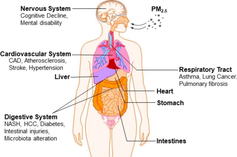 How does air pollution affect the digestive system? It's bad