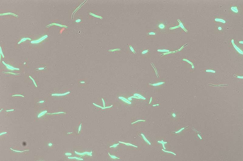 How E. coli defends itself against antibiotics