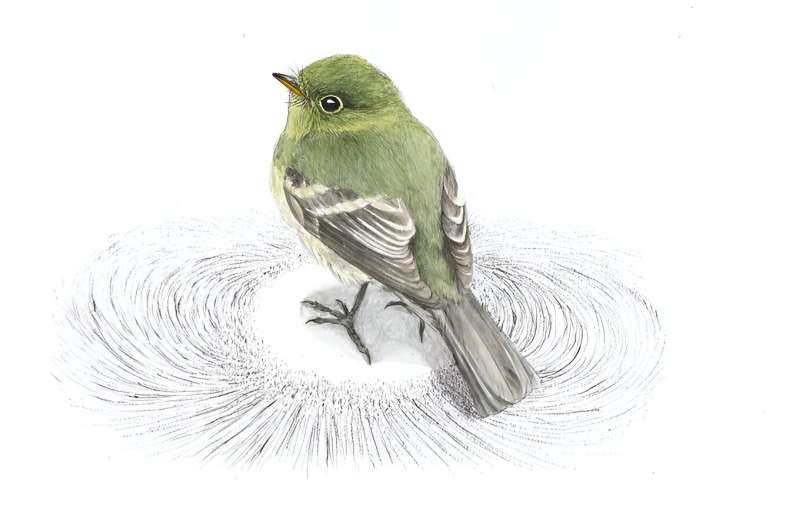 How evolution has optimized the magnetic sensor in birds