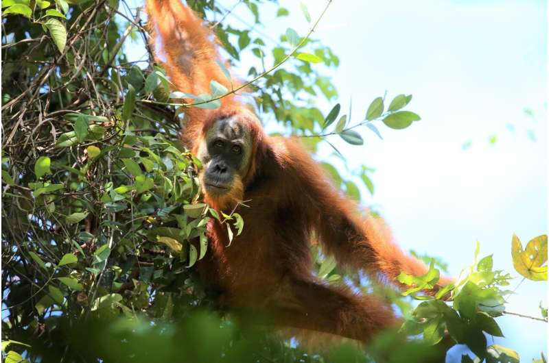 How food availability could catalyze cultural transmission in wild orangutans