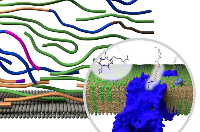 How fungi elude antifungal treatments