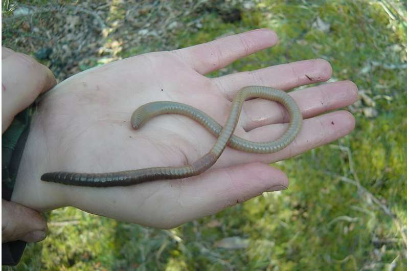How giant earthworms have transformed the Isle of Rum's landscape