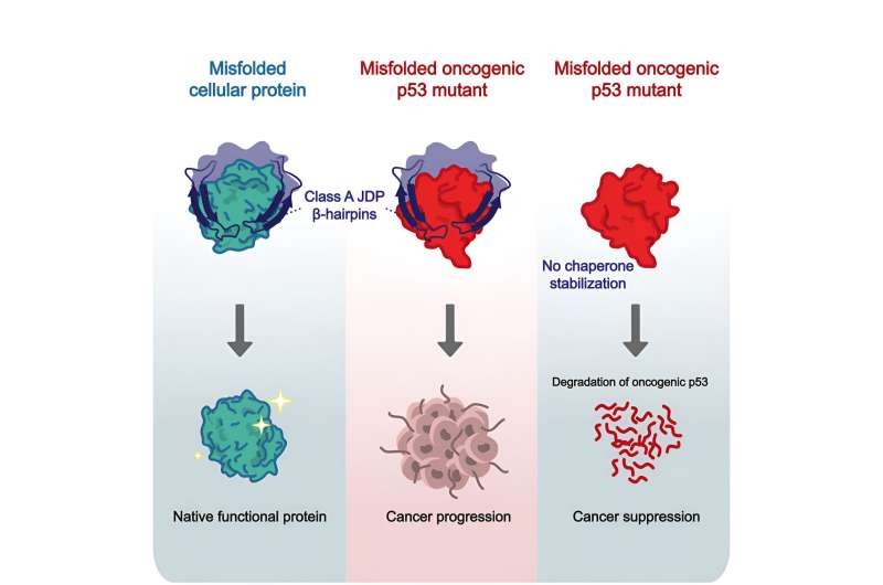 Comment les protéines gardiennes passent du statut d'inhibiteurs à celui de promoteurs du cancer