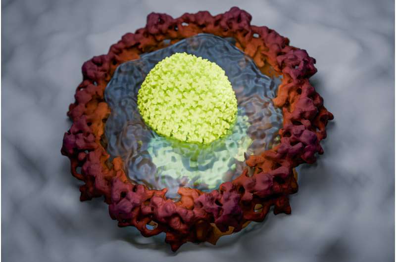 How HIV smuggles its genetic material into the cell nucleus