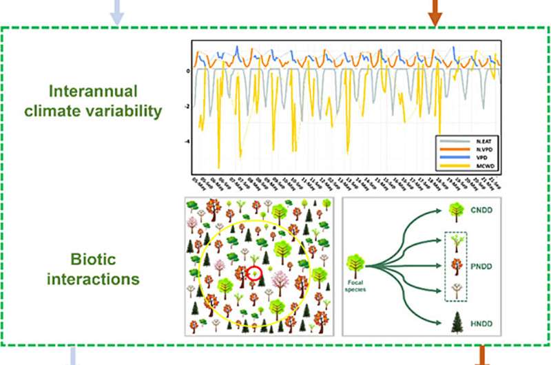 How inter-annual climate variability affects seedling survival in temperate forests
