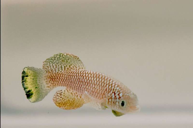 How killifish embryos use suspended animation to survive over 8 months of drought