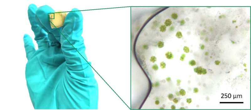 How living materials from algae can best capture carbon