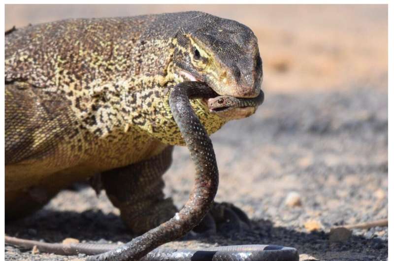 How lizards avoid being killed by venomous snakes