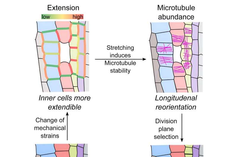 How plants heal wounds: Mechanical forces guide direction of cell division
