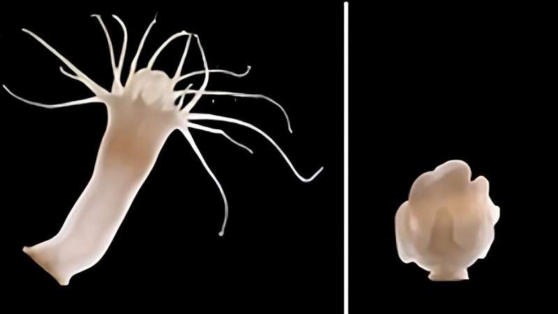 How polyps of the moon jellyfish repel viral attacks on their microbiome