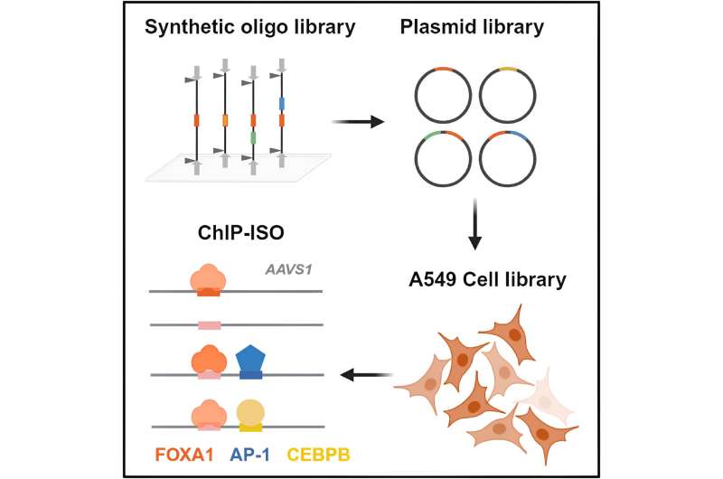 How proteins bind to closed regions of the genome to facilitate cell differentiation and development