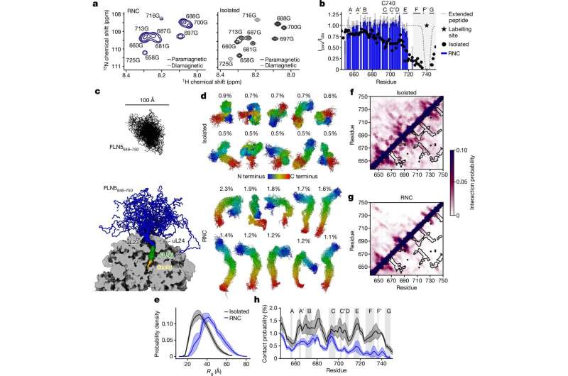 How ribosomes in our cells enable protein folding