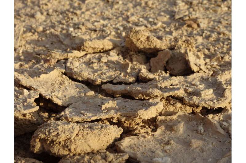 How soil microbes survive in harsh desert environments
