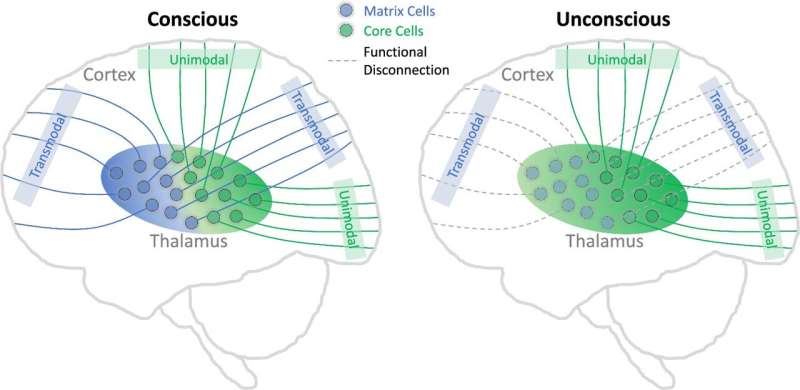 How the brain's inner chamber governs our state of consciousness