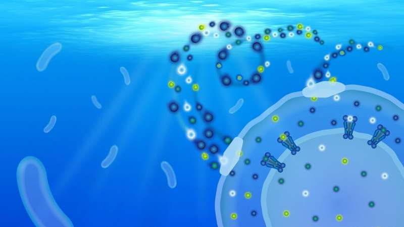 How the oceans' most abundant bacteria impact global nutrient flows