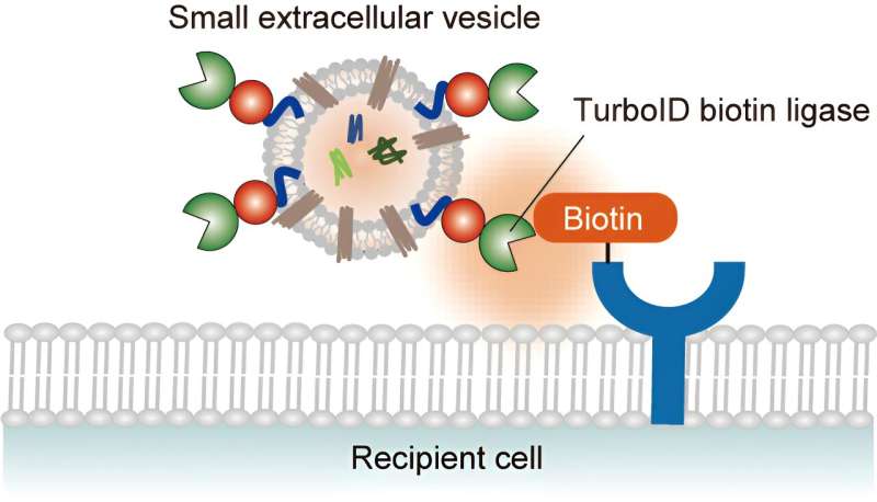 How the proteins involved in cellular processes communicate via extracellular vesicles