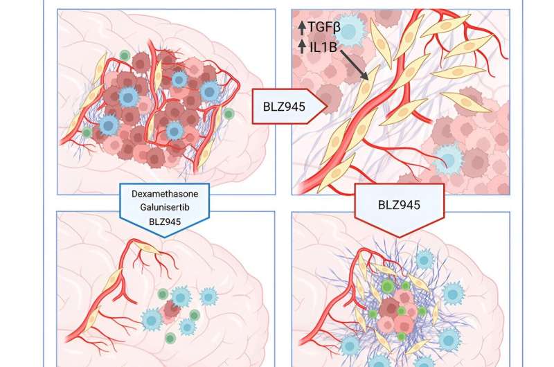 How the scars of demolished brain tumors seed relapse