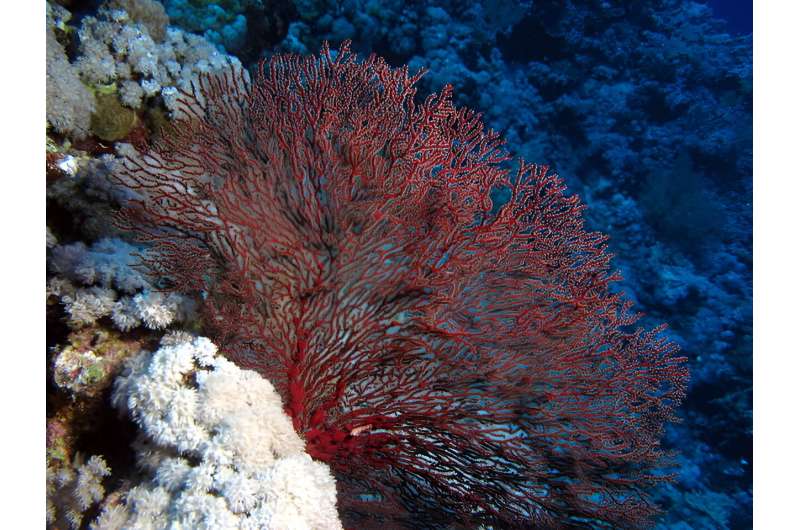 How the seabed could be a refuge for gorgonian coral forests threatened by marine heat waves
