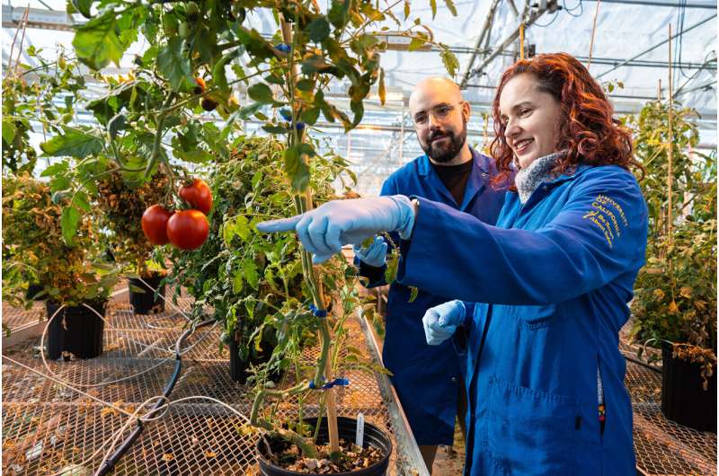 How tomato plants use their roots to ration water during drought