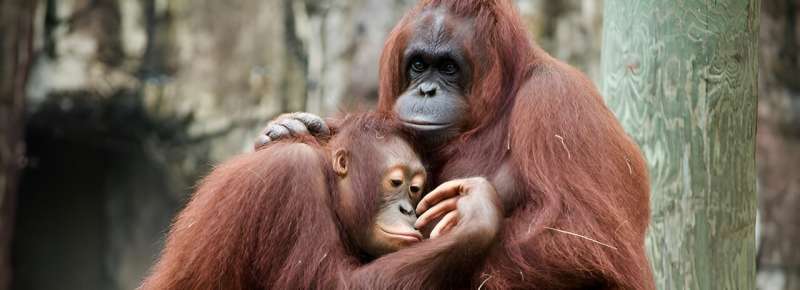 How touchscreens and eye trackers can tell us something about the dating life of orangutans