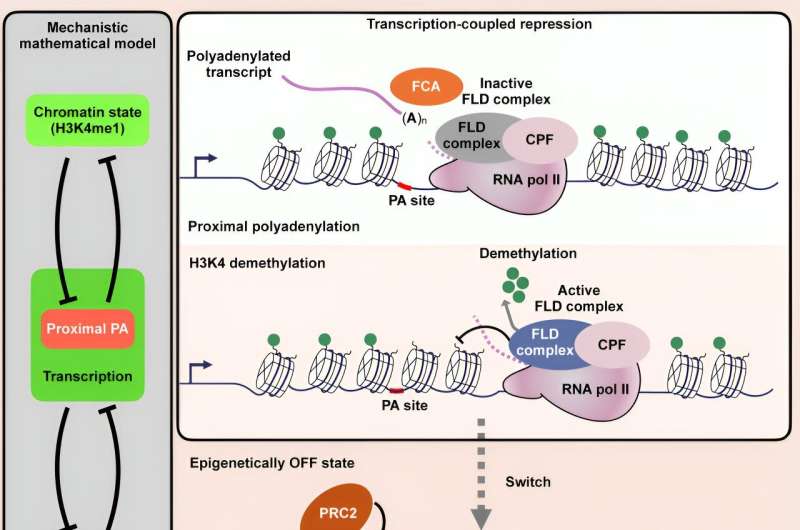 How transcription delivers epigenetic silencing