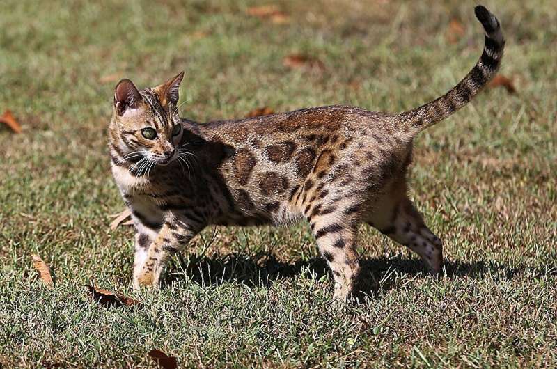 How wild is the Bengal cat genome?