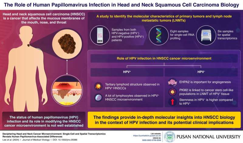 HPV's hidden hand: New study by Pusan National University scientists reveals key details in head and neck cancer microenvironment