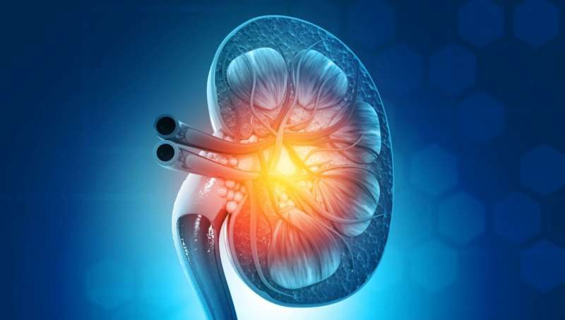 HTN, albuminuria risks no worse for kidney donors versus nondonors
