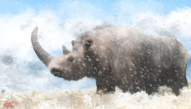 Human activity contributed to woolly rhinoceros' extinction, suggest researchers