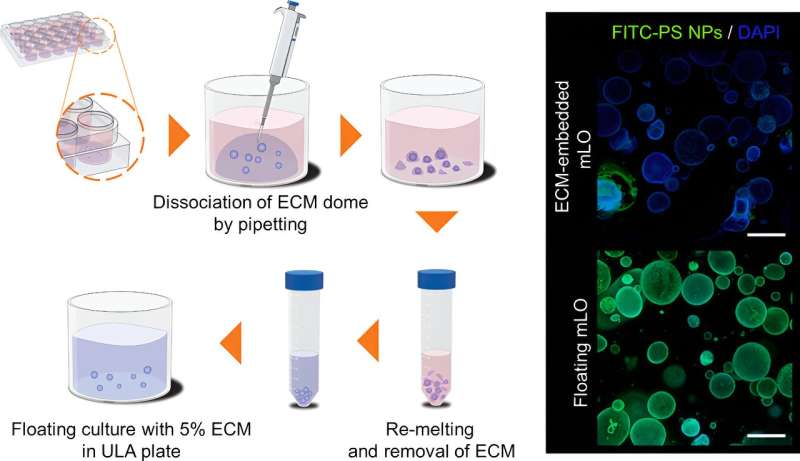 Human toxicity of nanomaterials verified with organoid
