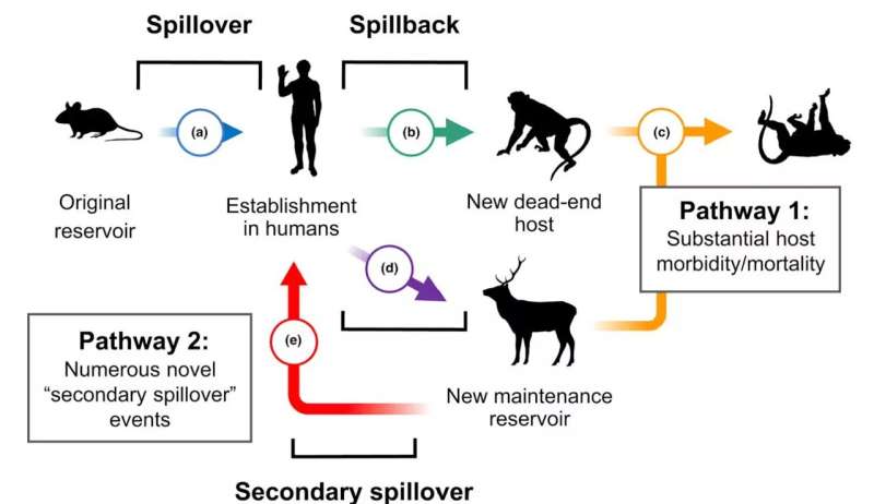 Humans infecting animals infecting humans − from COVID-19 to bird flu