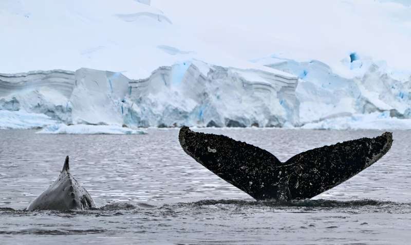 Humpback whales swim in the Gerlache Strait