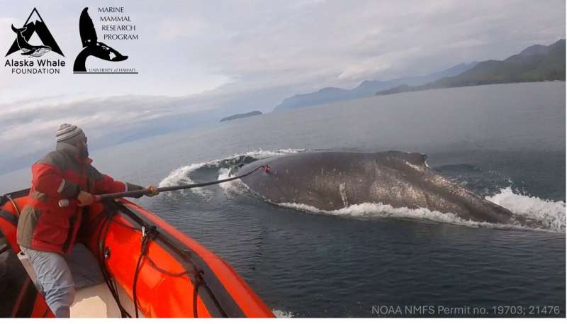 Les baleines à bosse font partie des animaux qui fabriquent et manient des outils