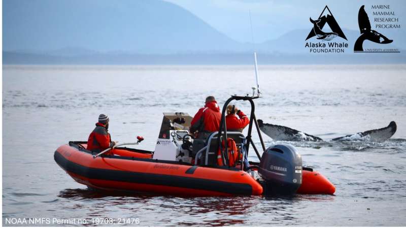 Humpbacks are among animals who manufacture and wield tools