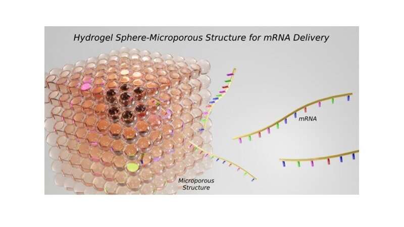 Hydrogel spheres compose a microporous structure for localized mRNA delivery