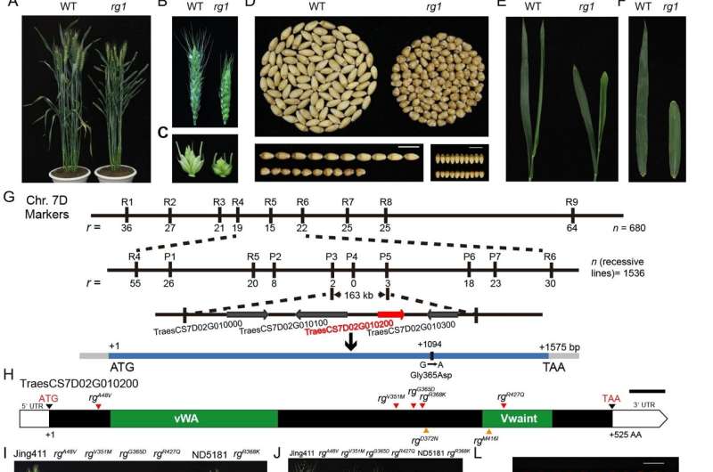 Identification of a von Willebrand factor type A protein affecting both grain and flag leaf morphologies in wheat