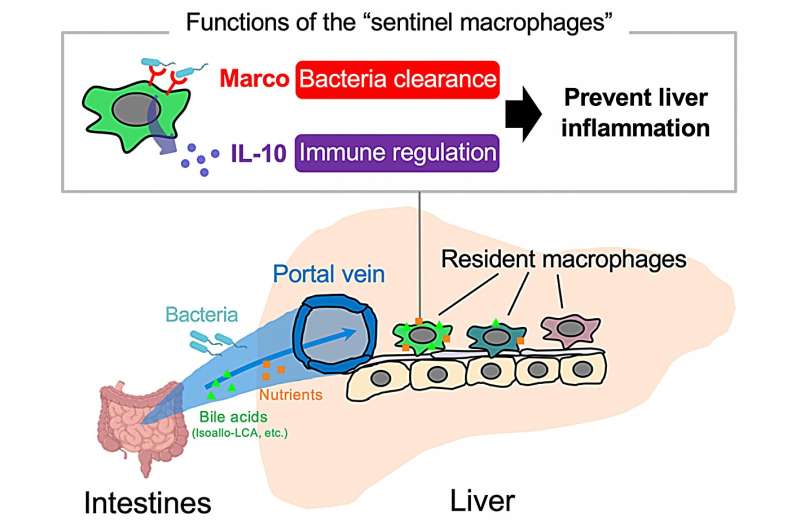 Identifying a new liver defender: The role of resident macrophages