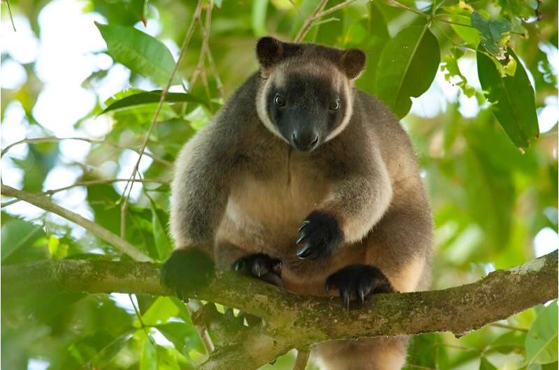 Idiotfruit and tree kangaroos: Why the ancient rainforests of Queensland's Wet Tropics are so distinctive