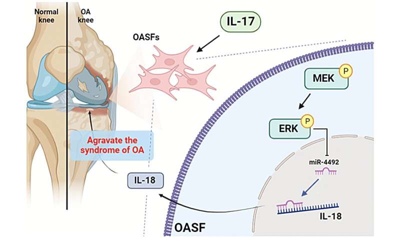 IL-17 promotes IL-18 production in osteoarthritis synovial fibroblasts via…