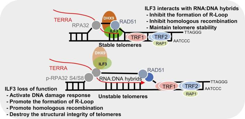 ILF3 safeguards telomeres from aberrant homologous recombination as a telomeric R-loop reader
