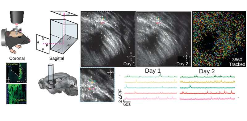 Imaging deep brain activity with microprisms
