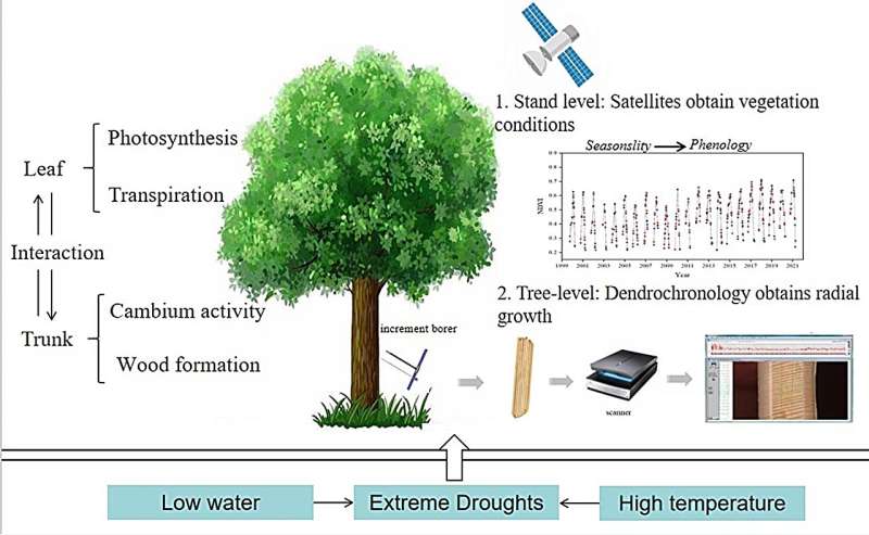 Impacts of extreme drought on forest ecosystems reveal species-specific adaptation differences