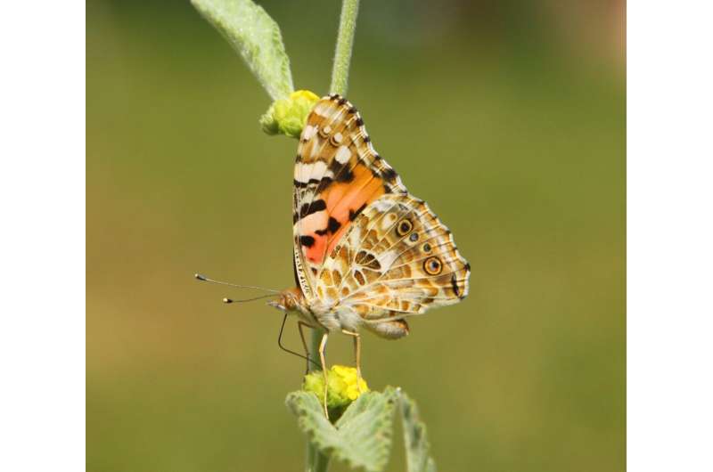 In a world-first, researchers map a 4,200 km transatlantic flight of the painted lady butterfly