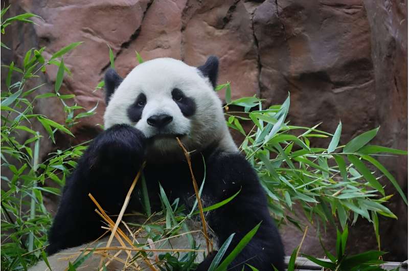 In addition to San Diego, pandas are expected to return to zoos in Washington and San Francisco by 2025